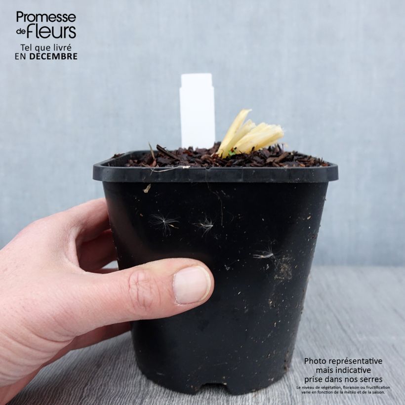 Exemplaar van Hosta Bridal Falls Pot de 1,5L/2L zoals geleverd in de herfst