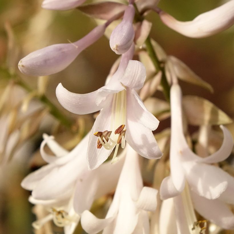Hosta Bridal Falls - Hartlelie (Bloei)