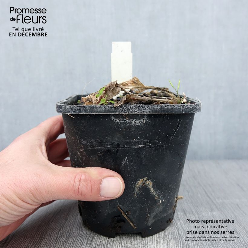 Exemplaar van Hosta Broad Street Pot de 1,5L/2L zoals geleverd in de herfst