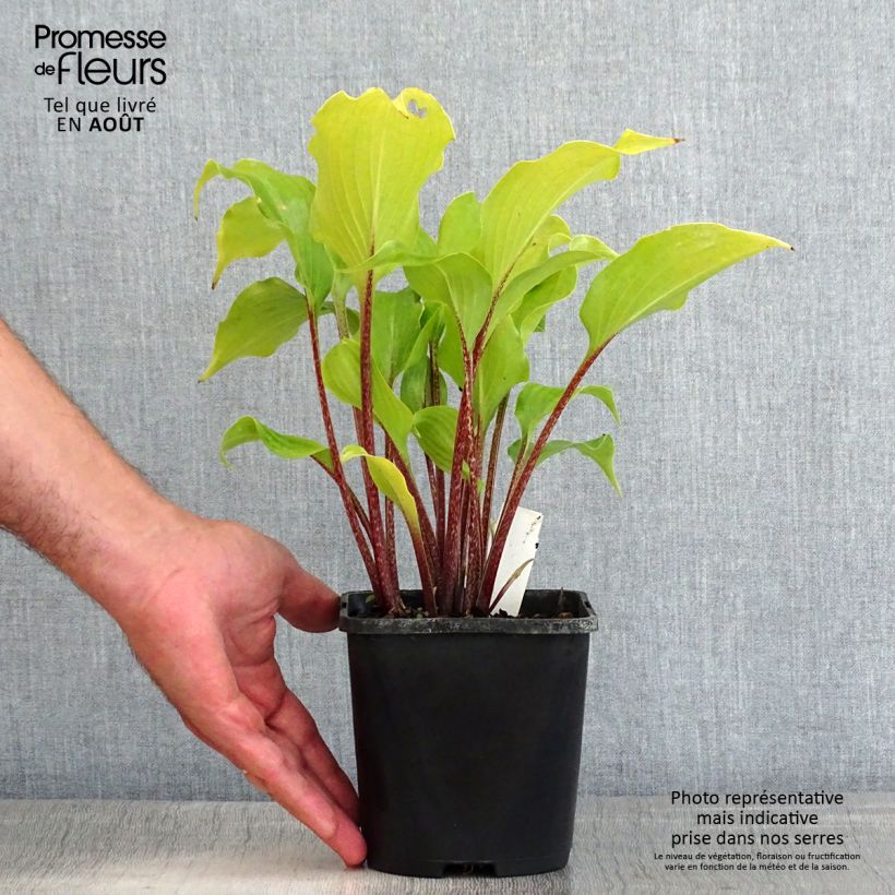 Exemplaar van Hosta Broad Street - Hartlelie Pot van 1,5 l/2 l zoals geleverd in de zomer
