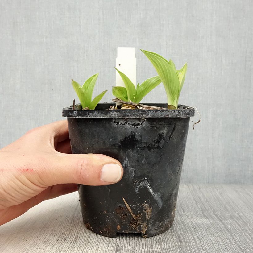 Exemplaar van Hosta Broad Street - Hartlelie Pot van 1,5 l/2 l zoals geleverd in de lente