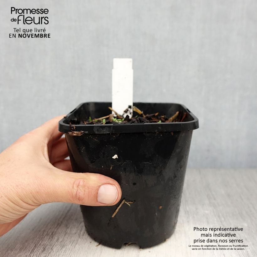 Exemplaar van Hosta Broadway - Hartlelie Pot van 1,5 l/2 l zoals geleverd in de herfst