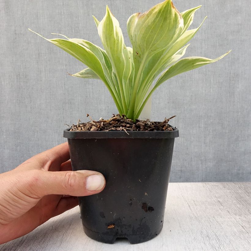 Exemplaar van Hosta Broadway - Hartlelie Pot van 1,5 l/2 l zoals geleverd in de zomer