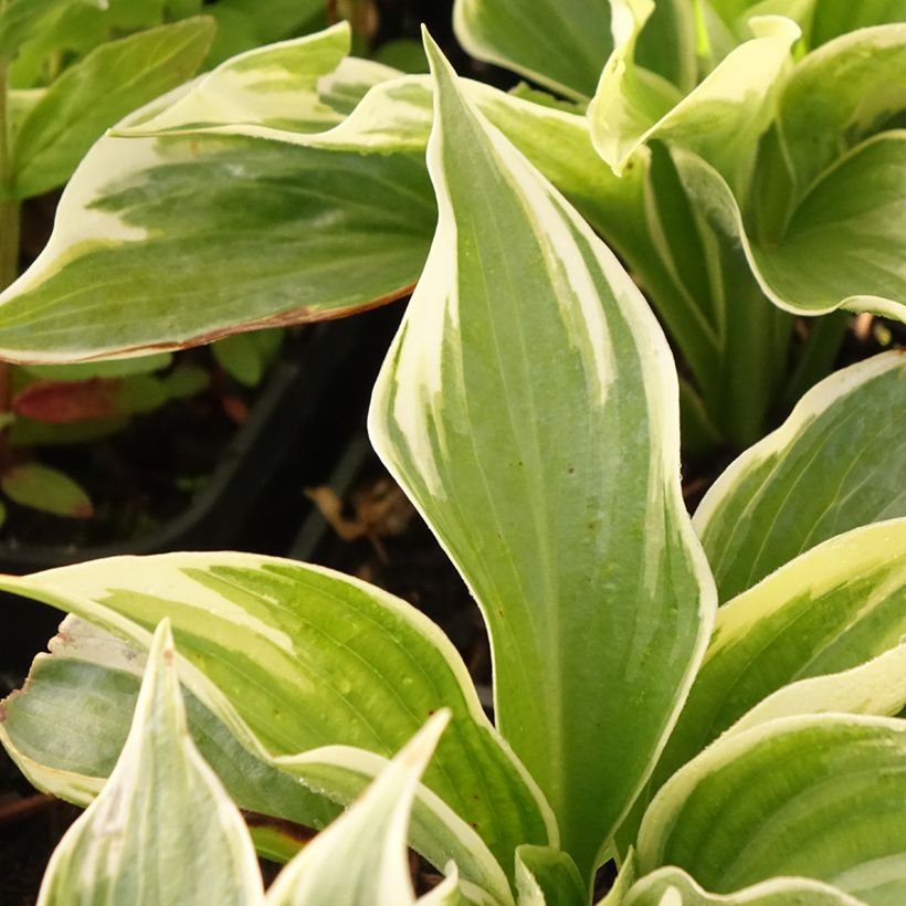 Hosta Broadway - Hartlelie (Blad)