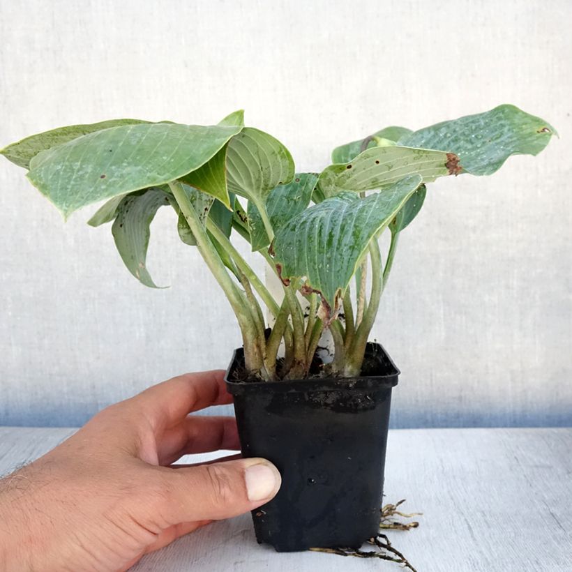 Exemplaar van Hosta Canadian Blue - Hartlelie Kweekpotje van 8/9 cm zoals geleverd in de zomer