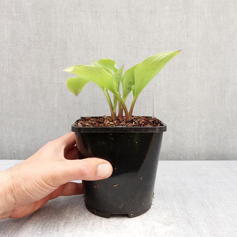 Exemplaar van Hosta Celtic Uplands Pot van 1,5 l/2 l zoals geleverd in de lente