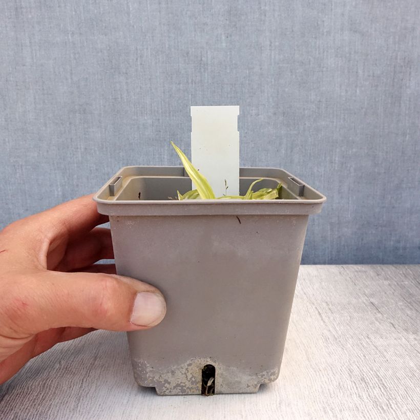 Exemplaar van Hosta Center Of Attention - Hartlelie Pot van 1 l/1,5 l zoals geleverd in de zomer