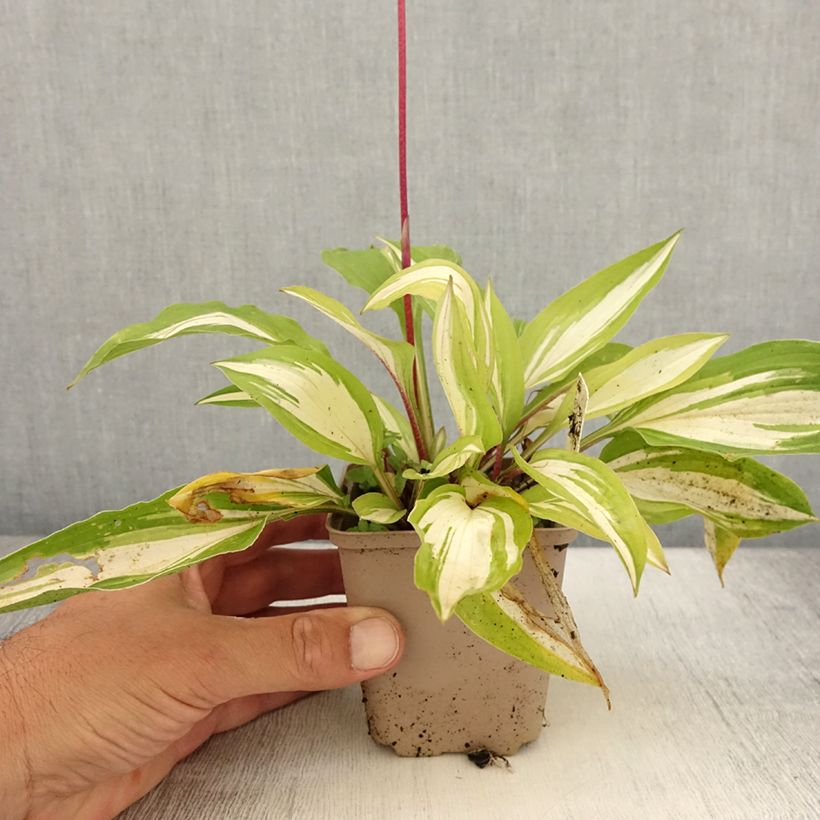 Exemplaar van Hosta Cherry Berry - Hartlelie Kweekpotje van 8/9 cm zoals geleverd in de zomer
