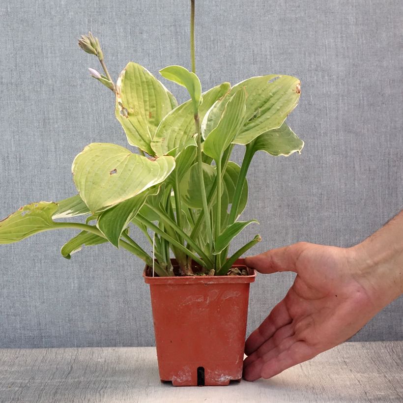 Exemplaar van Hosta Christmas Tree - Hartlelie Pot van 1 l/1,5 l zoals geleverd in de zomer