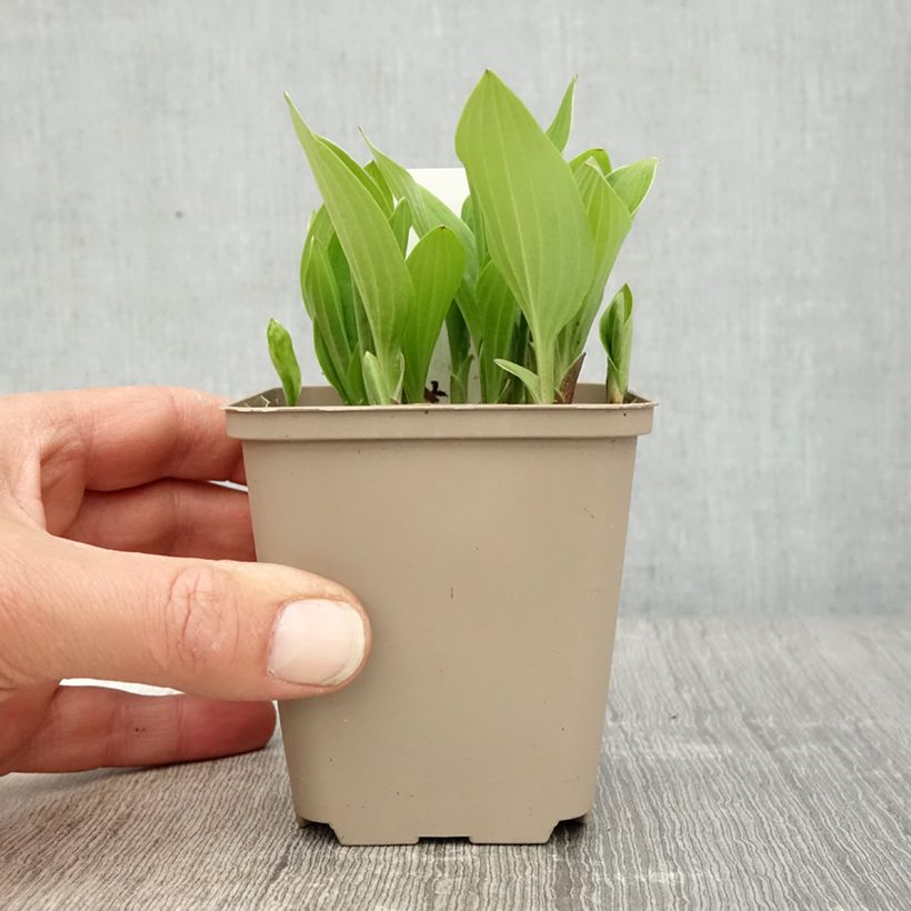 Exemplaar van Hosta clausa var. normalis - Hartlelie Kweekpotje van 8/9 cm zoals geleverd in de lente