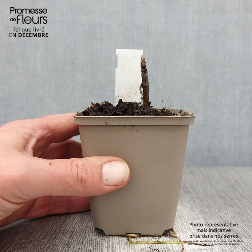 Exemplaar van Hosta Clifford's Forest Fire - Hartlelie Kweekpotje van 8/9 cm zoals geleverd in de herfst