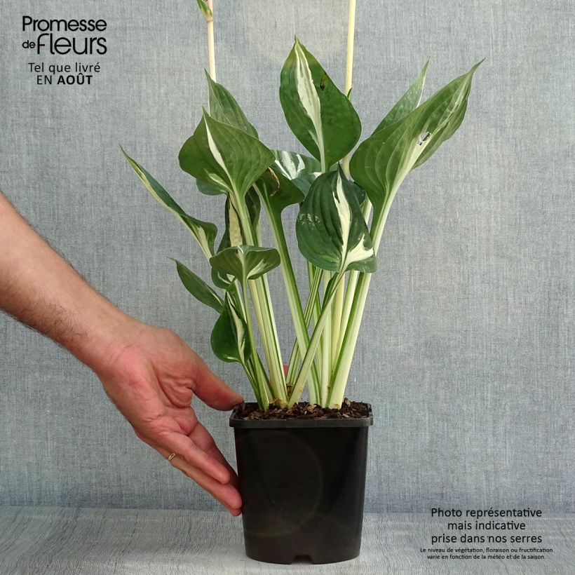 Exemplaar van Hosta Clifford's Stingray - Hartlelie Pot van 1,5 l/2 l zoals geleverd in de zomer