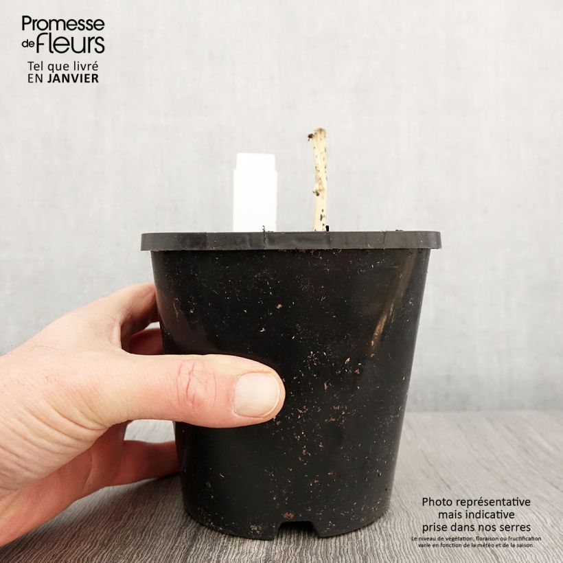 Exemplaar van Hosta Clifford's Stingray Pot de 1,5L/2L zoals geleverd in de winter