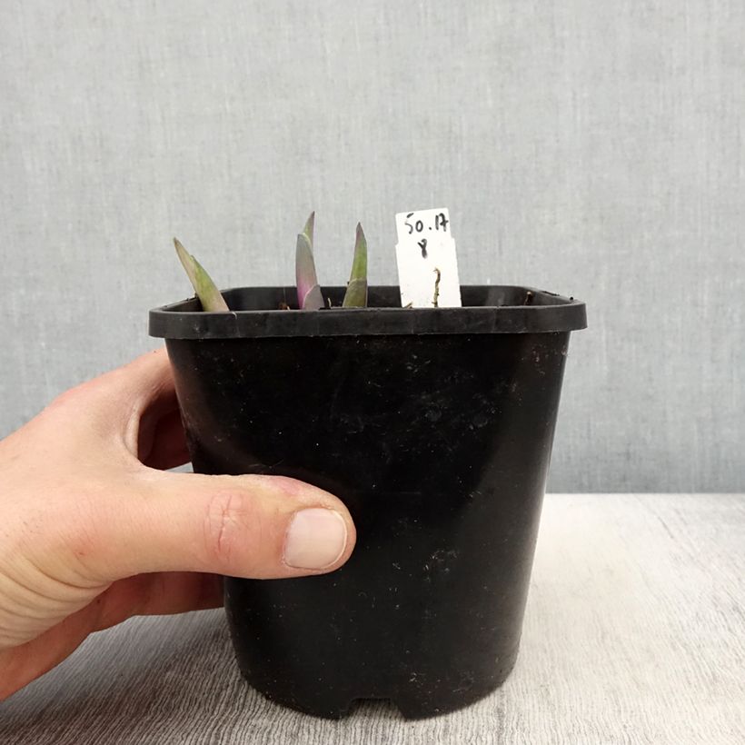 Example of Hosta Clifford's Stingray - Hartlelie Pot van 1,5 l/2 l as you get in printemps