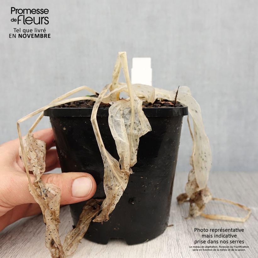 Exemplaar van Hosta Coast to Coast - Hartlelie Pot van 1,5 l/2 l zoals geleverd in de herfst