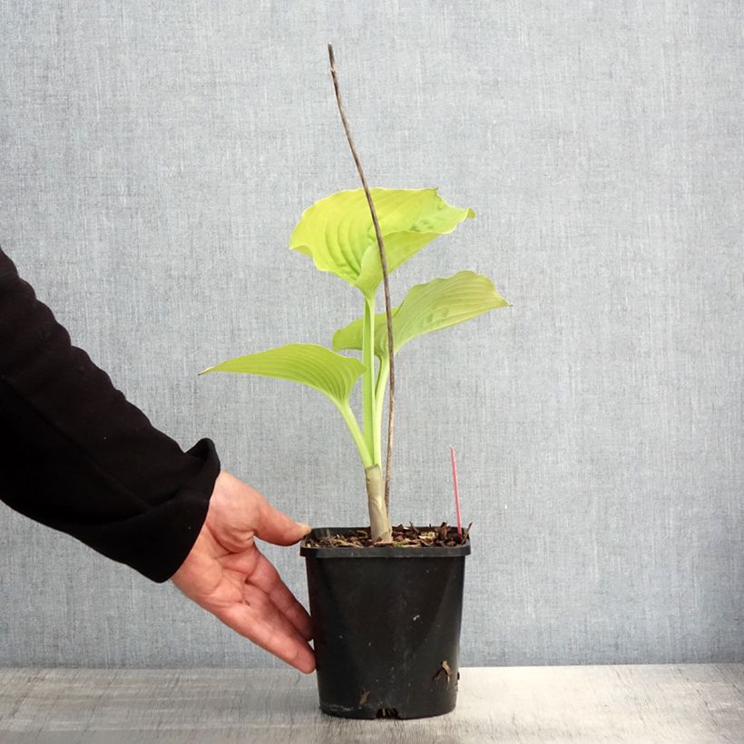 Example of Hosta Coast to Coast - Hartlelie Pot van 1,5 l/2 l as you get in printemps