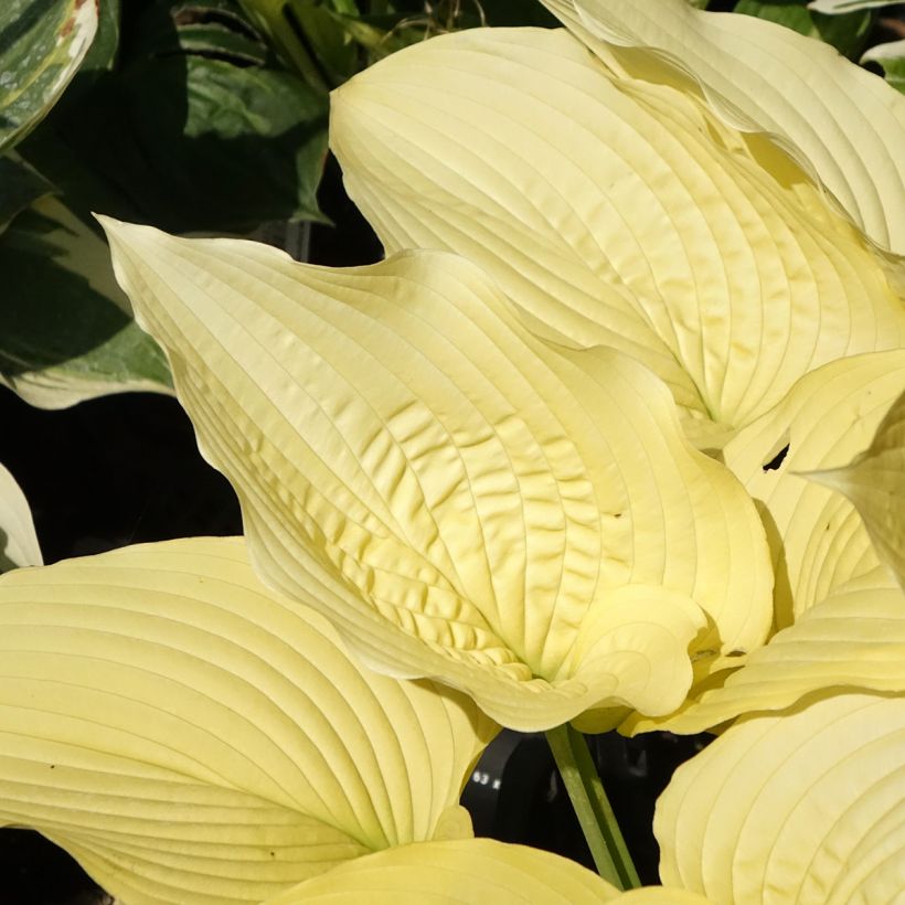 Hosta Coast to Coast - Hartlelie (Blad)