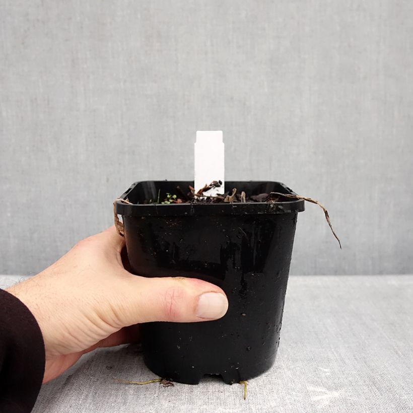 Exemplaar van Hosta Curly Fries - Hartlelie Pot van 1,5 l/2 l zoals geleverd in de herfst