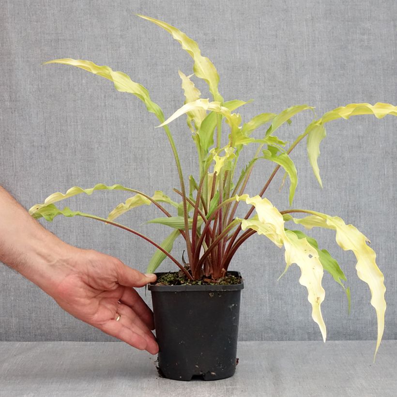 Exemplaar van Hosta Curly Fries - Hartlelie Pot van 1,5 l/2 l zoals geleverd in de zomer