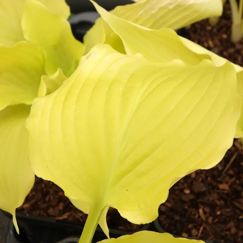 Hosta Dancing Queen (Blad)