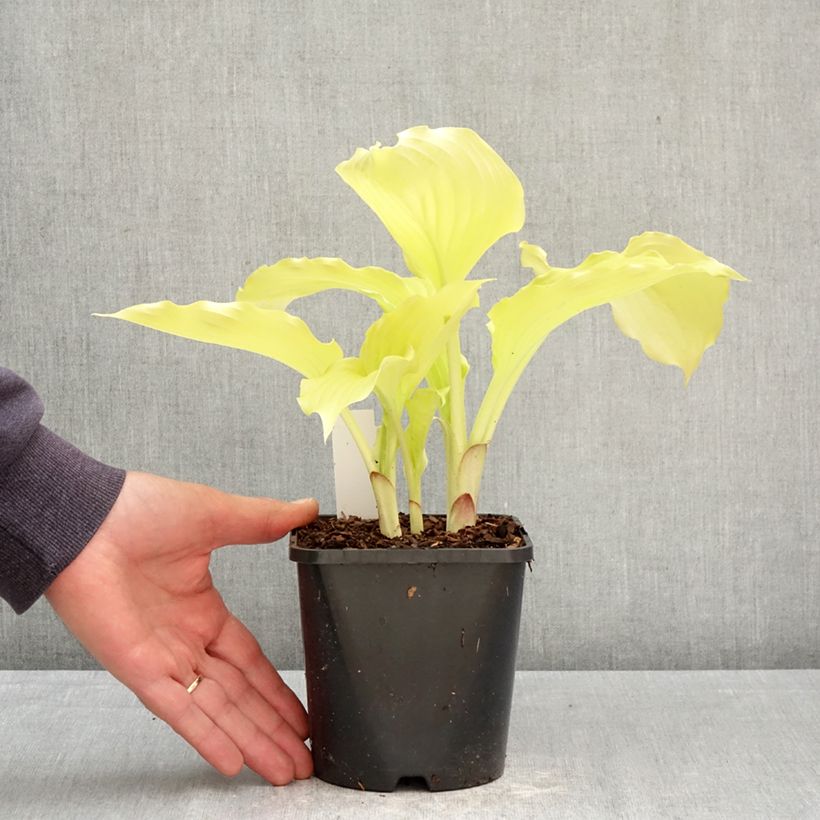 Exemplaar van Hosta Dancing Queen Pot van 1,5 l/2 l zoals geleverd in de lente