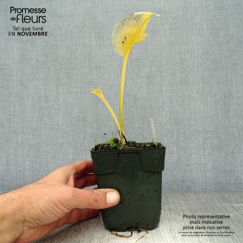 Exemplaar van Hosta Delta Dawn - Hartlelie Kweekpotje van 8/9 cm zoals geleverd in de herfst