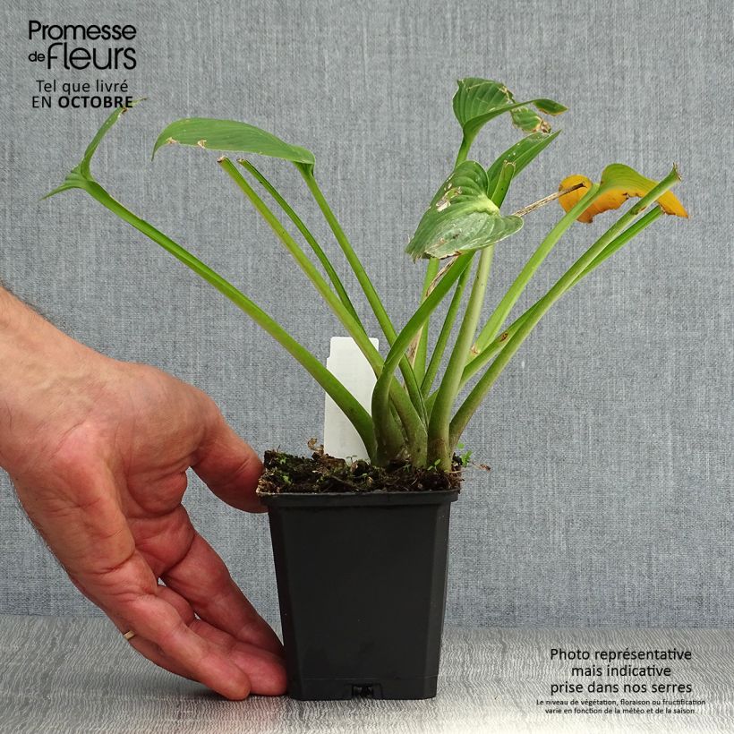 Exemplaar van Hosta Devon Green - Hartlelie Kweekpotje van 8/9 cm zoals geleverd in de herfst