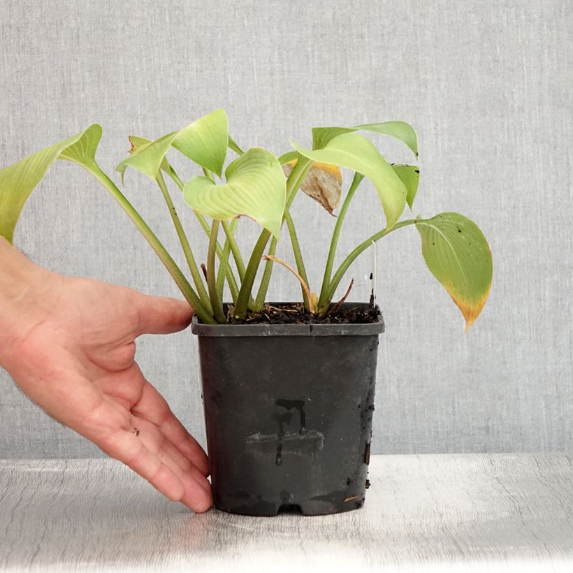 Exemplaar van Hosta Devon Green - Hartlelie Pot van 1,5 l/2 l zoals geleverd in de zomer
