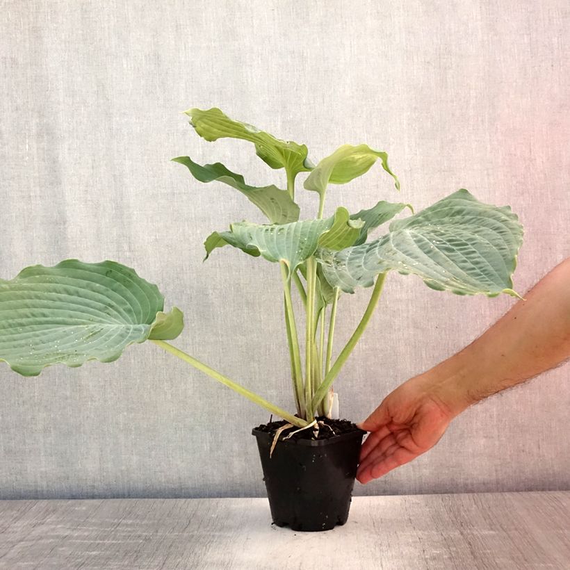 Exemplaar van Hosta Diamond Lake - Hartlelie Pot van 1,5 l/2 l zoals geleverd in de zomer