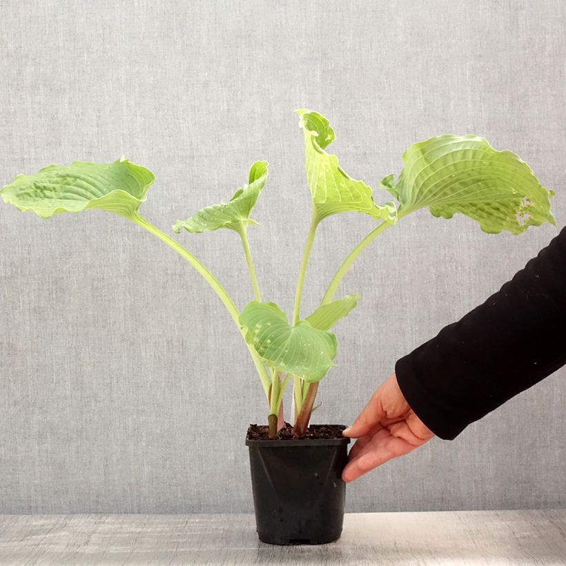 Exemplaar van Hosta Diamond Lake - Hartlelie Pot van 1,5 l/2 l zoals geleverd in de lente