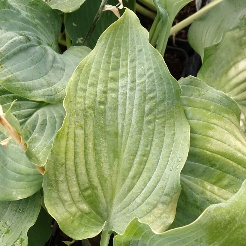 Hosta Diamond Lake - Hartlelie (Blad)