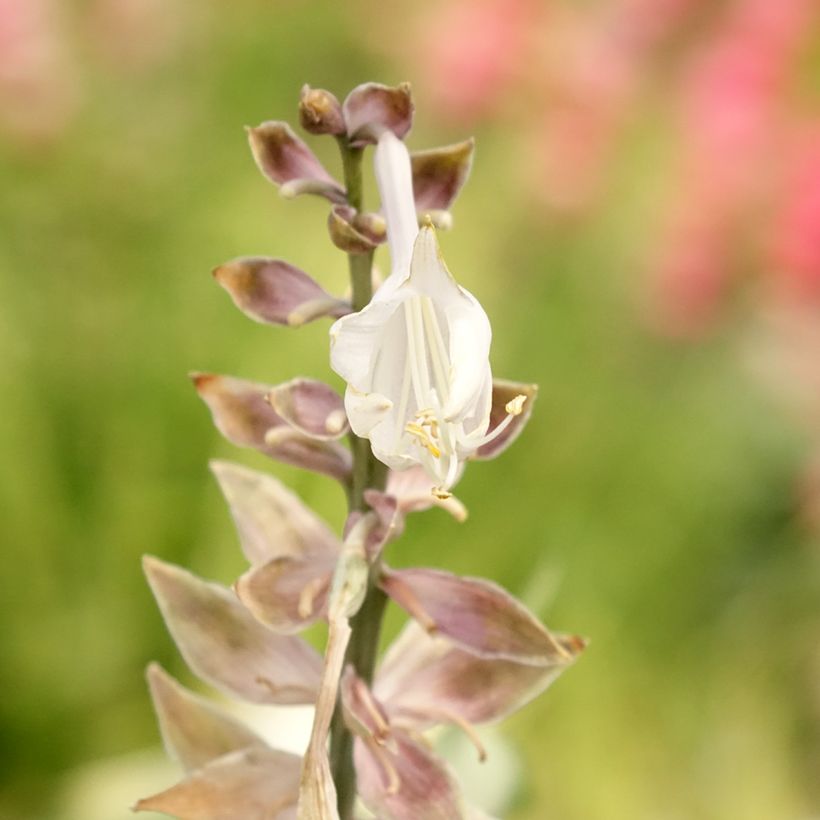 Hosta Diamond Lake - Hartlelie (Bloei)