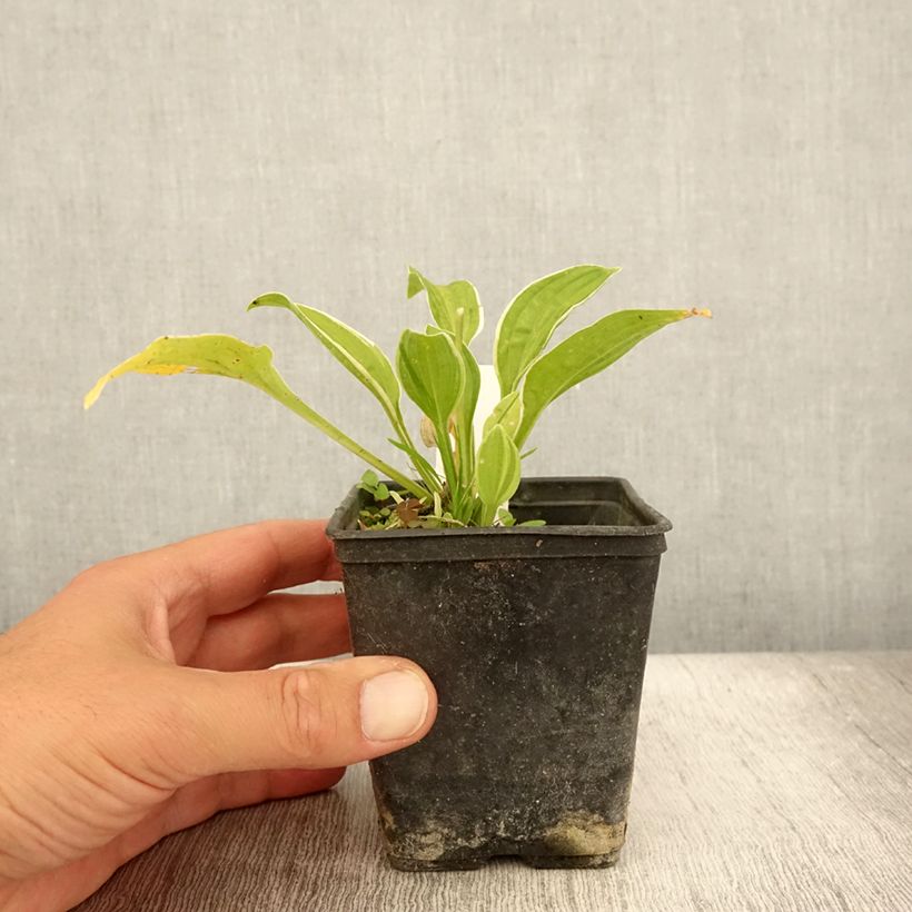 Exemplaar van Hosta Diamond Tiara - Hartlelie Kweekpotje van 8/9 cm zoals geleverd in de zomer