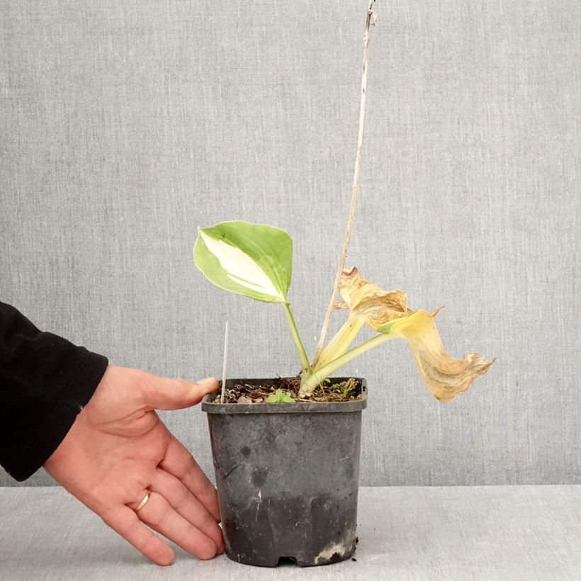 Exemplaar van Hosta Dream Queen - Hartlelie Pot van 1,5 l/2 l zoals geleverd in de herfst