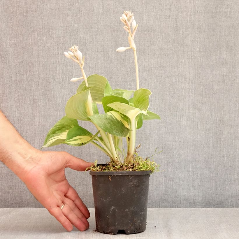 Exemplaar van Hosta Dream Queen - Hartlelie Pot van 1,5 l/2 l zoals geleverd in de zomer