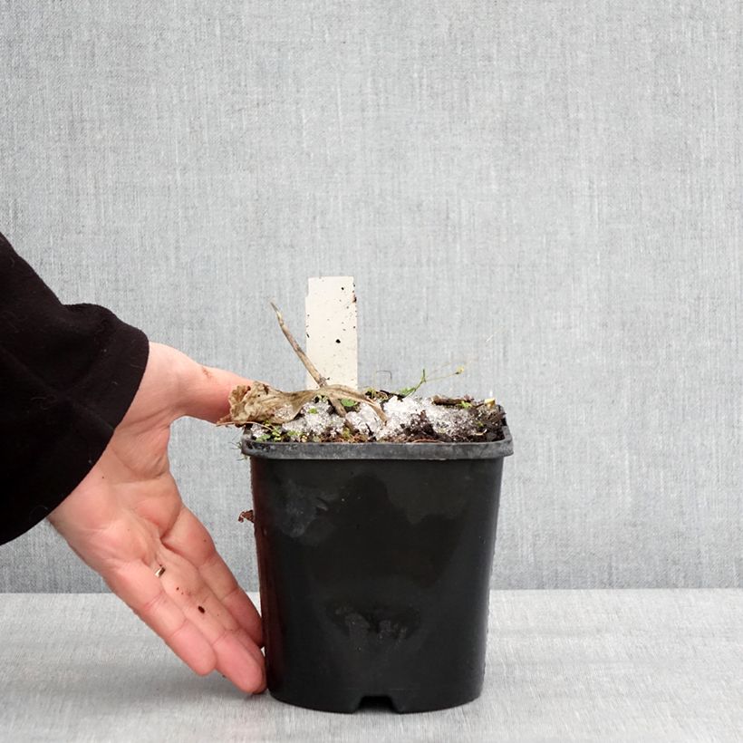 Exemplaar van Hosta Dream Queen - Hartlelie Pot van 1,5 l/2 l zoals geleverd in de winter