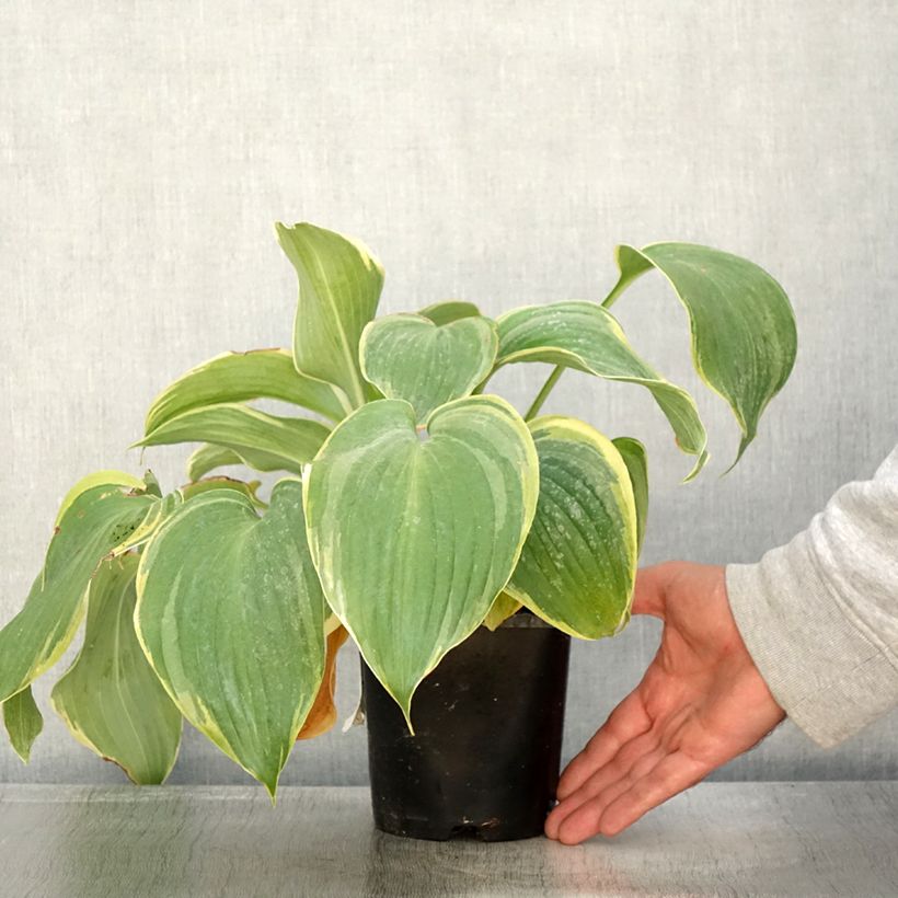 Exemplaar van Hosta Earth Angel Pot de 1,5L/2L zoals geleverd in de herfst