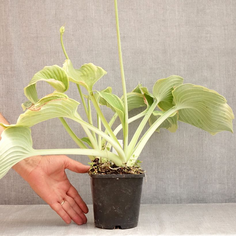 Exemplaar van Hosta Earth Angel - Hartlelie Pot van 1,5 l/2 l zoals geleverd in de zomer