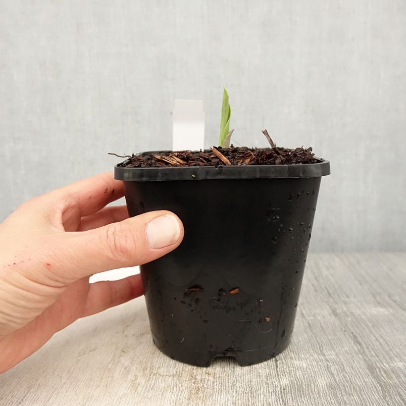 Exemplaar van Hosta Earth Angel - Hartlelie Pot van 1,5 l/2 l zoals geleverd in de lente