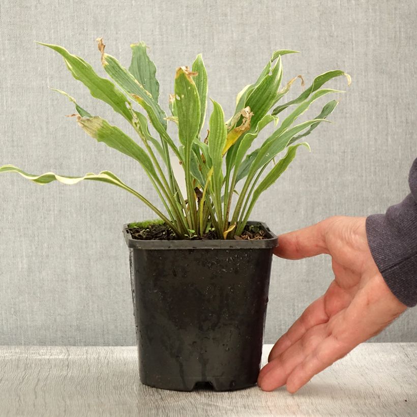 Exemplaar van Hosta Electrocution Pot de 1,5L/2L zoals geleverd in de herfst