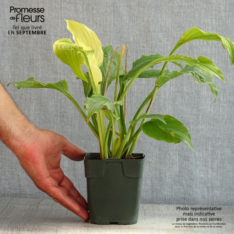 Exemplaar van Hosta Elisabeth - Hartlelie Kweekpotje van 8/9 cm zoals geleverd in de zomer
