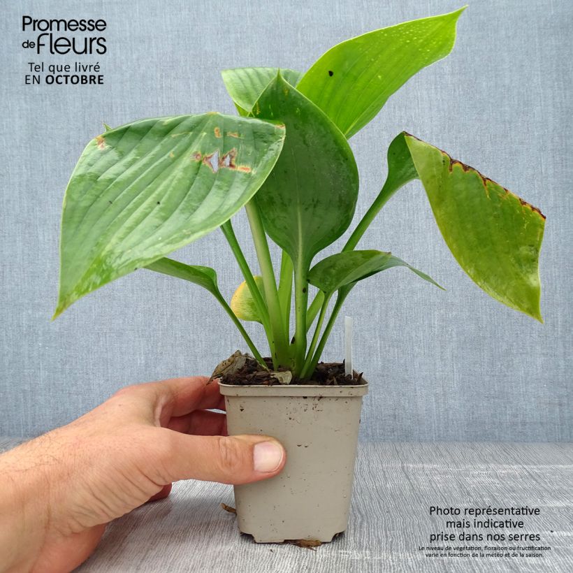 Exemplaar van Hosta Empress Wu - Hartlelie Kweekpotje van 8/9 cm zoals geleverd in de herfst