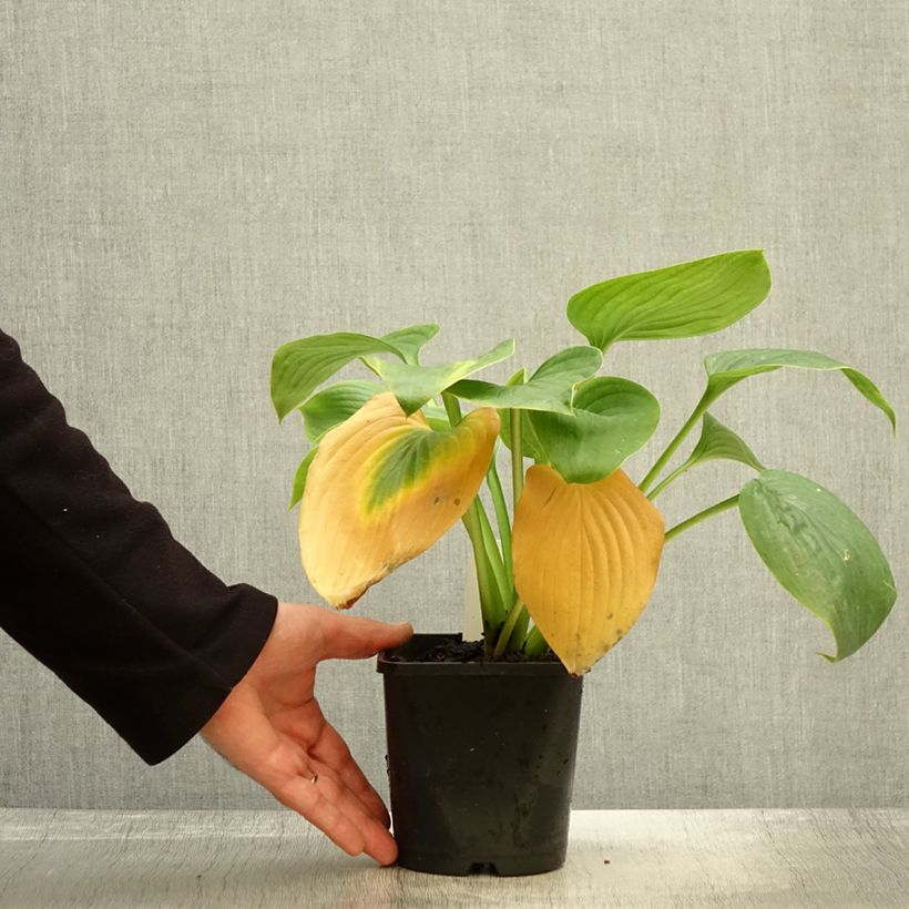 Exemplaar van Hosta Empress Wu - Hartlelie Pot van 1,5 l/2 l zoals geleverd in de herfst