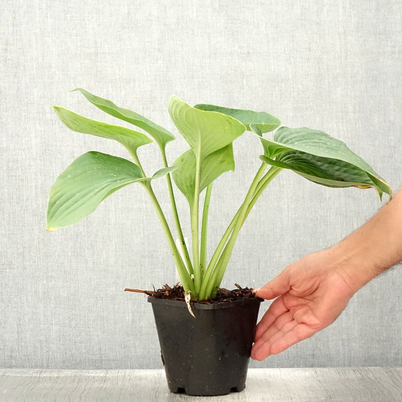 Exemplaar van Hosta Empress Wu - Hartlelie Pot van 1,5 l/2 l zoals geleverd in de zomer