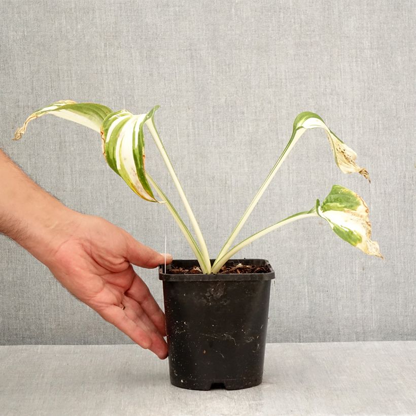 Exemplaar van Hosta Enterprise - Hartlelie Pot van 1,5 l/2 l zoals geleverd in de herfst