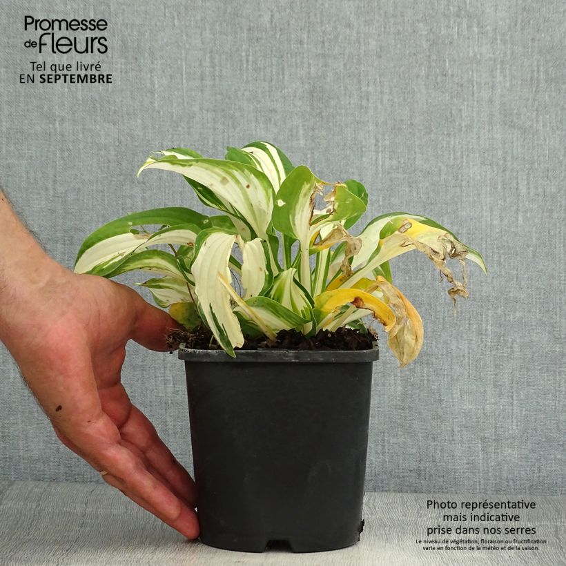 Exemplaar van Hosta Enterprise - Hartlelie Pot van 1,5 l/2 l zoals geleverd in de zomer