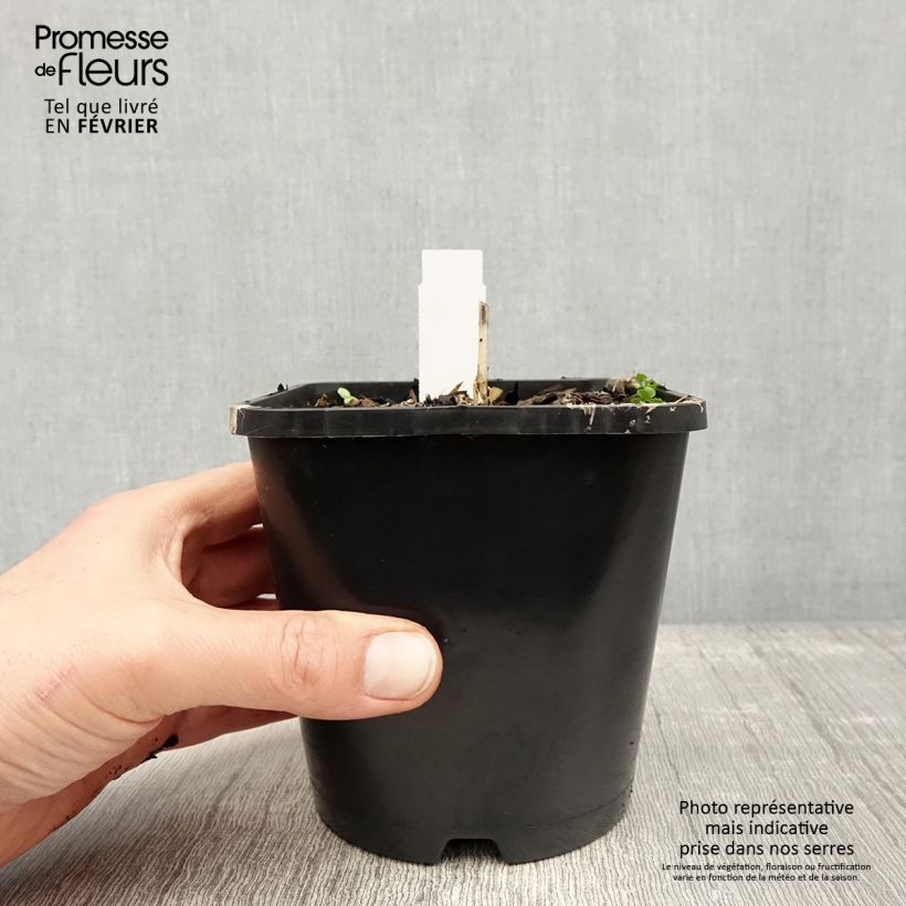 Exemplaar van Hosta Enterprise Pot de 1,5L/2L zoals geleverd in de winter