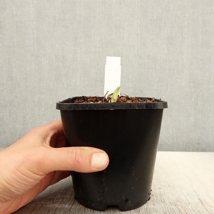 Exemplaar van Hosta Enterprise - Hartlelie Pot van 1,5 l/2 l zoals geleverd in de lente