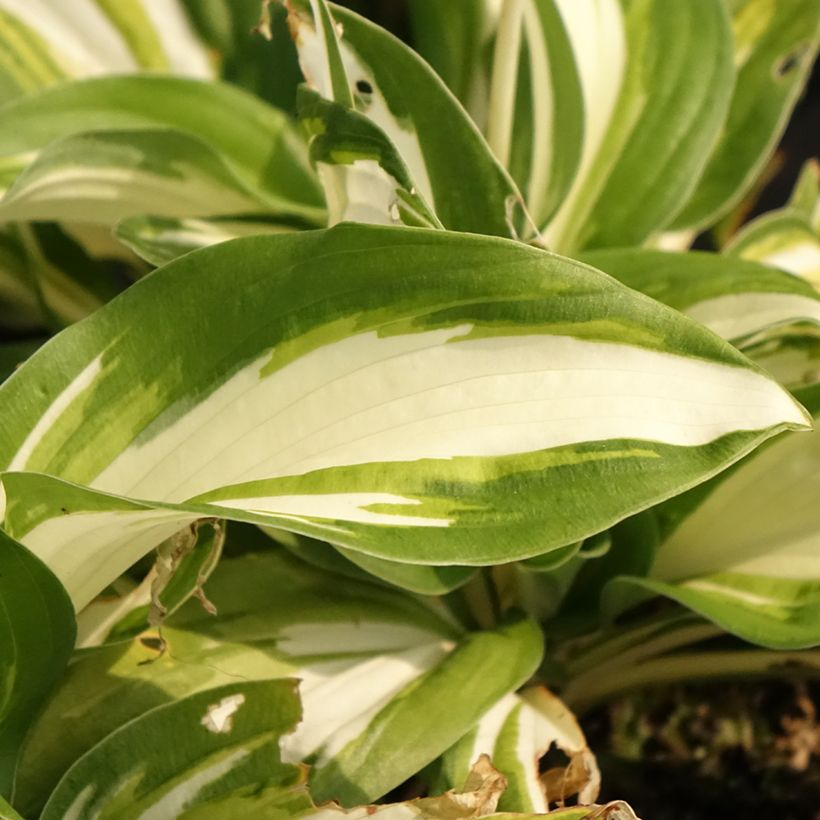 Hosta Enterprise - Hartlelie (Blad)