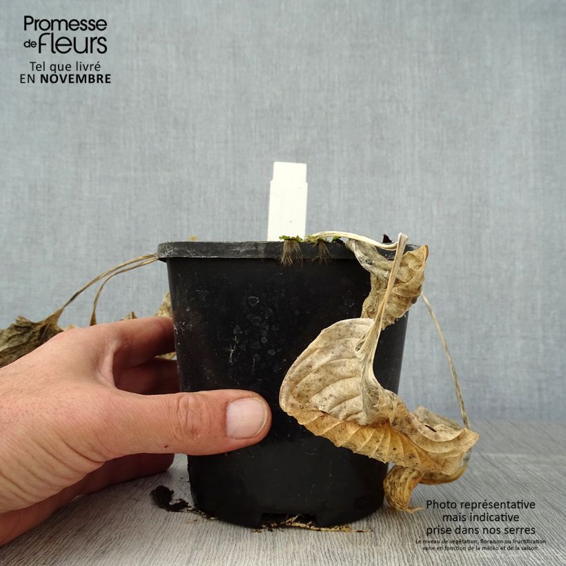Exemplaar van Hosta Eye Catcher Pot de 1,5L/2L zoals geleverd in de herfst